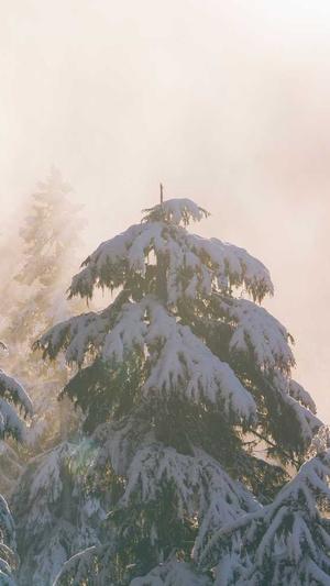 蜘蛛池可以提高收录么截图1