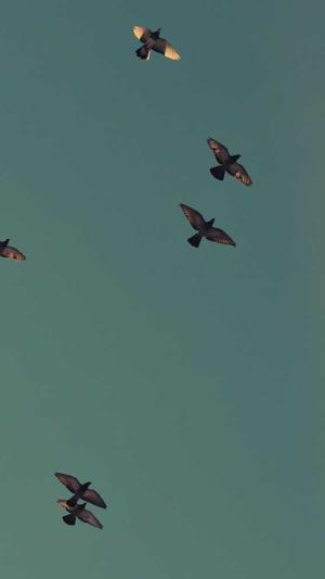 福建蜘蛛池出租截图3