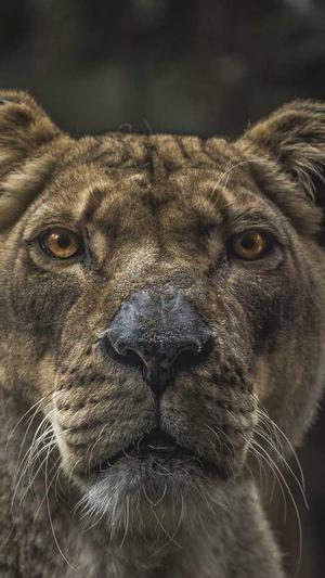 seo优化分析工具截图3