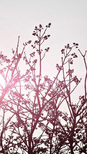 查询工具seo排名截图1