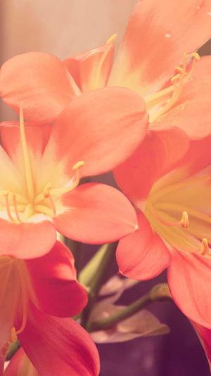 广州市移动网站建设服务公司截图2