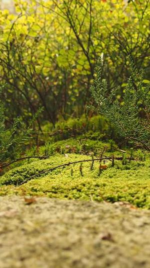 重庆seo优化找哪家截图2