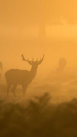 二级目录泛目录排名截图3