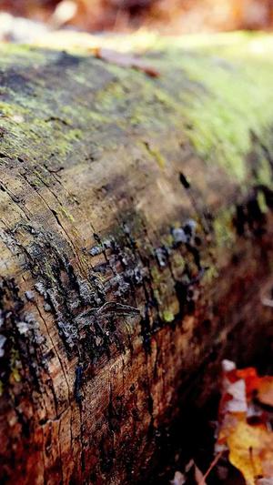 蜘蛛池引蜘蛛视频教程截图2