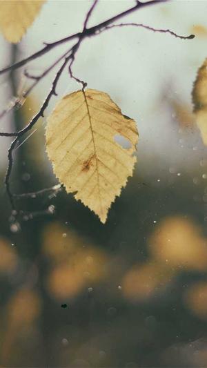 在线站长seo工具截图3